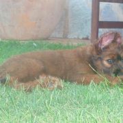 Camada Massai x Aixa - 2 meses