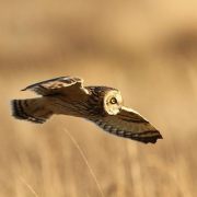 BirdMad