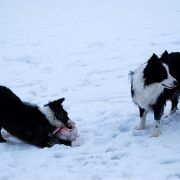 Jazz & Doggie