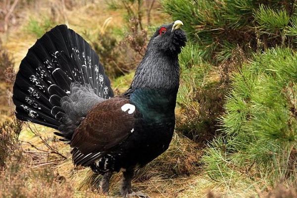 Scotland wildlife