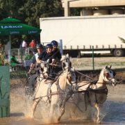 Lipica 2011 WK ponies