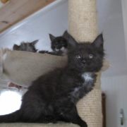G-litter 7 weeks