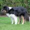 Luna Tale Puppy Nip