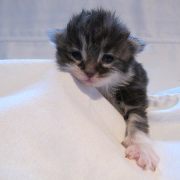 Hetti, H-litter