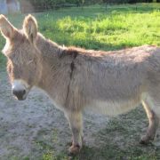 Cumiere