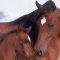 Cheval-Egypte