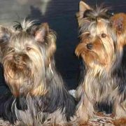 Yorksire terrier