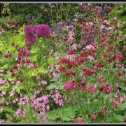 Tuin