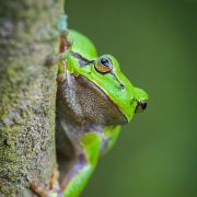 Frogs and Foxes