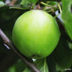 Apfel (JULI)