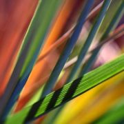 Lensbaby
