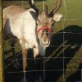 All Saints Visit Reindeer Lodge