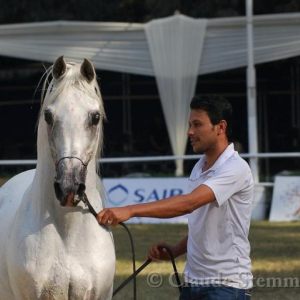 The Egyptian Arabian Horse championship -Zahraa - November 2012