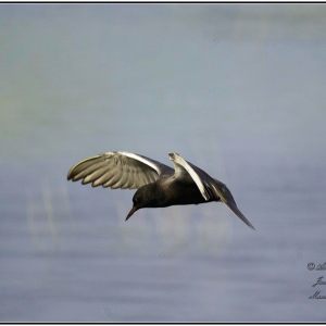 Black Tern Photo Shoot