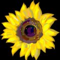 seedsforpeace