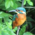 wildlifetv