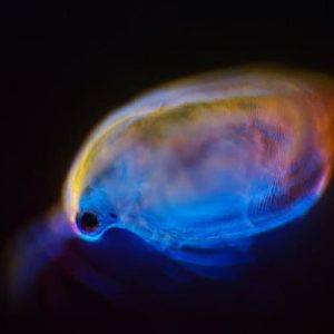 Micro-life III