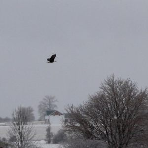 recent sightings