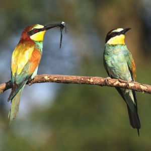 Bijeneters en IJsvogels