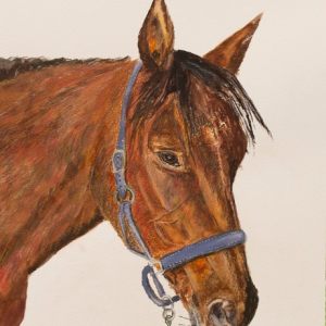 Pet Portrait Commissions