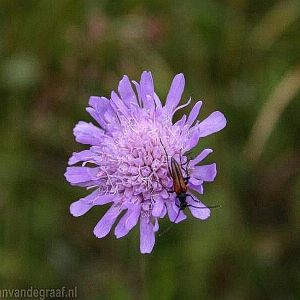 Flowers - Bloemen