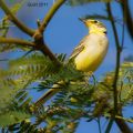 Wagtails, Pipits, Longclaws