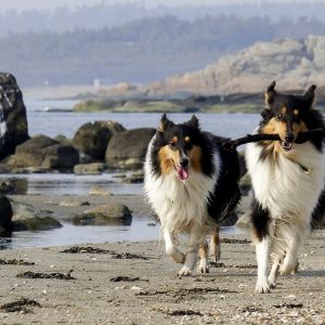 My most loving dog on the  beach