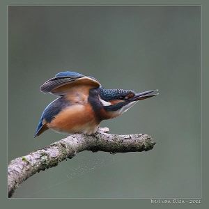 Beauty on a stick