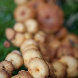 Mushrooms
