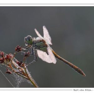 Early morning macro