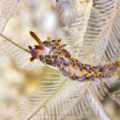 Nudibranchs