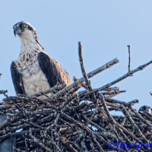 Osprey Family at Jewish Community Center, Brighton, NY 2025