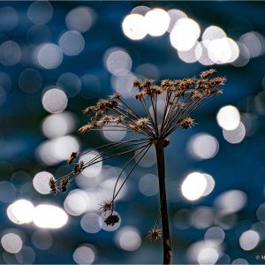 Spiel mit Gegenlicht