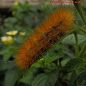 Butterflies [Lepidoptera] Album 1