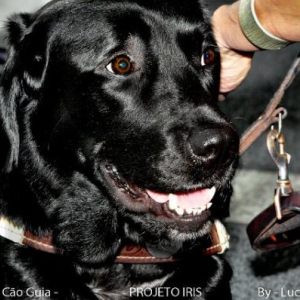 Projeto Iris - Cães Guia