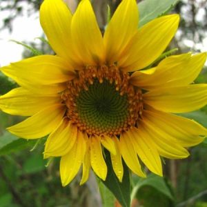 sunflower