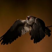 Black-winged Kite