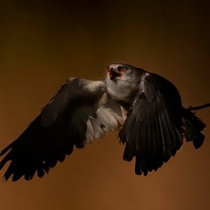 Black-winged Kite