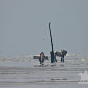 HORSEBACKFISHERMEN 551 - Belgium