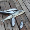 Fish on the board walk