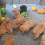 Pups Fair en Vadim 28-08-2026