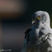 Montagu's Harrier