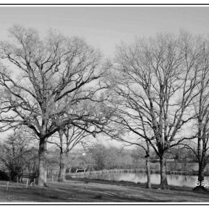 Ramures hivernales