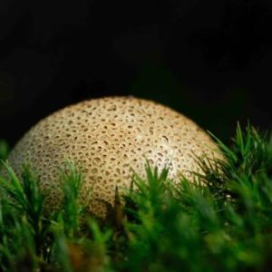 Mushrooms (3)