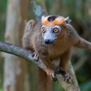 Madagascar - East