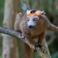 Madagascar - East