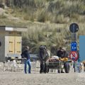 HORSEBACKFISHERMEN 553 - Belgium