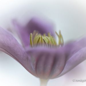 Macro bloemen