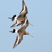 Godwit
