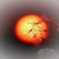 Faszination Natur